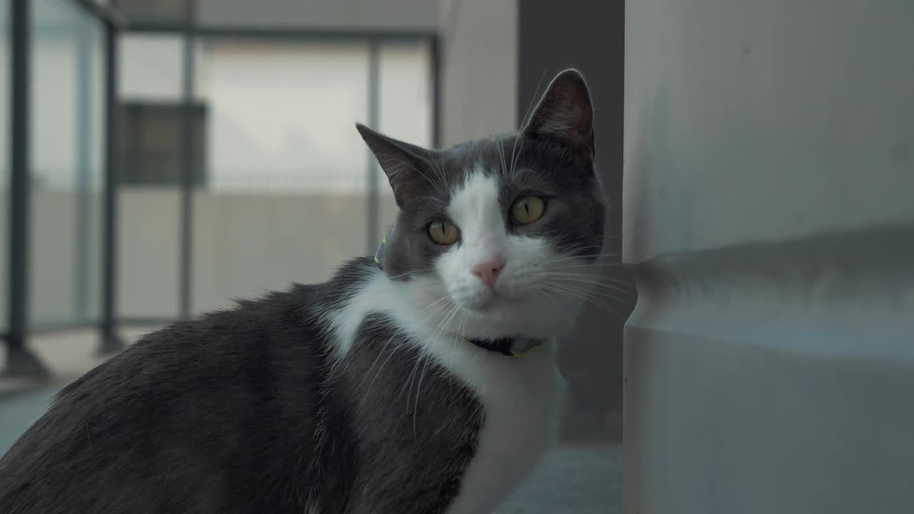 A cat scratching against the wall