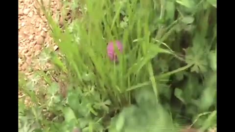 EXTRA 2025-07-07 6 CLIPS.MP4
