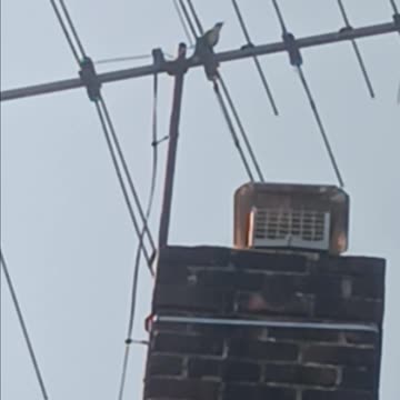 Mockingbird singing.