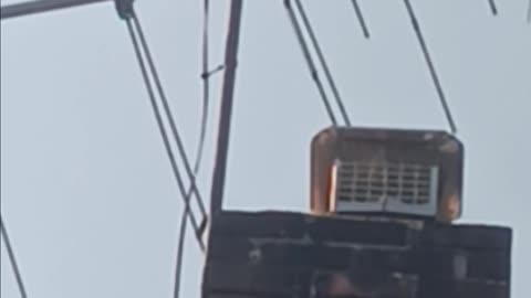 Mockingbird singing.