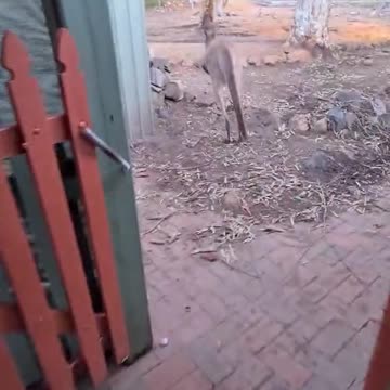 Kangaroo diaries only in Australia