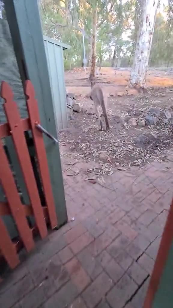 Kangaroo diaries only in Australia