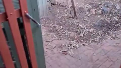 Kangaroo diaries only in Australia