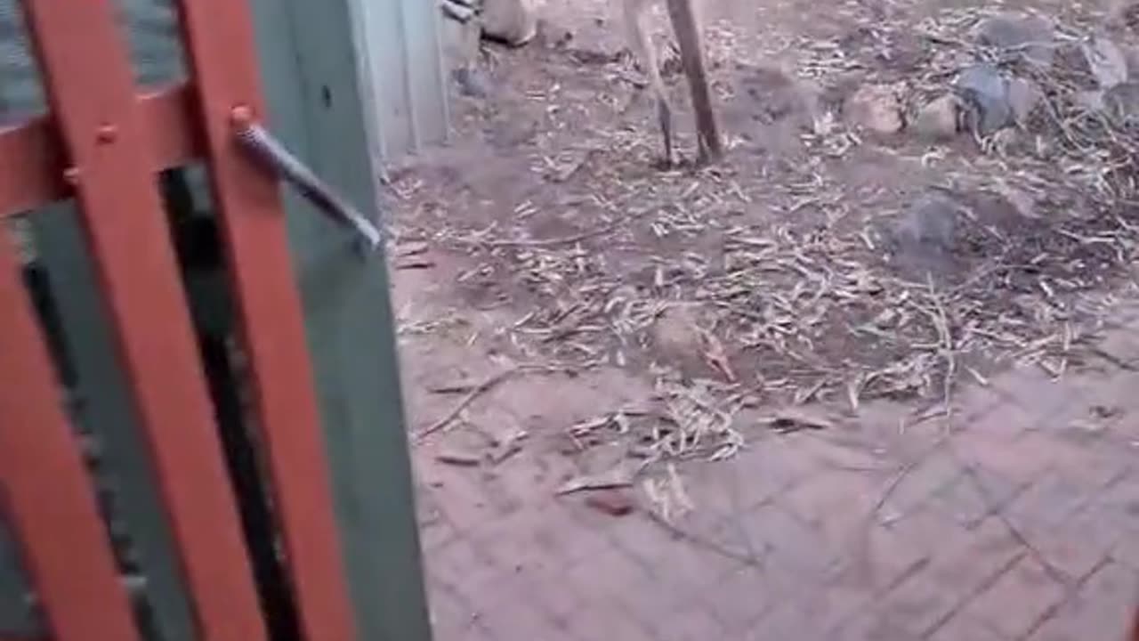 Kangaroo diaries only in Australia