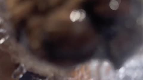 How to grow a dog 🐶 🐾