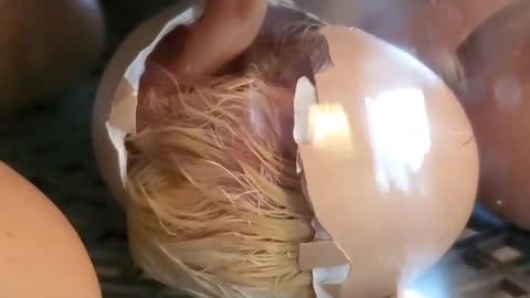 Welcome to Planet Earth by God - Filmed by Gramma