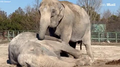 Elephant seen mourning and trying to comfort her partner after she had collapsed and died.