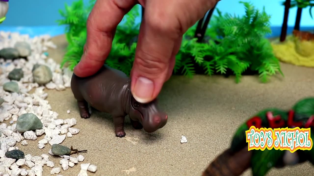 Hippos and Zebras Enter the River to Bathe and Drink Water