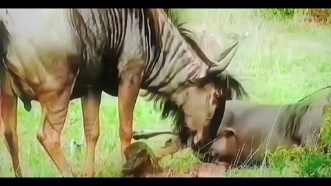 Newborn Wildebeest Takes First Steps — What Happens Next Is Incredible! 🐾😭”