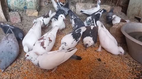 Peaceful Pigeons Eating Seeds | Relaxing Bird Sounds in a Cozy Loft