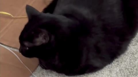 Precious Piper Does a French Baguette By Her Play Area - Adopting a Cat from a Shelter Vlog #shorts