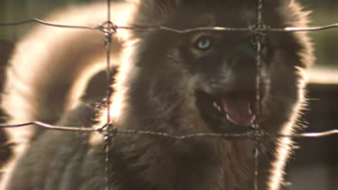Togo： The Face of Courage #togo #edit #truestory #bravedog