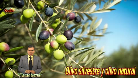 Olivo silvestre y olivo natural / Blog Saetero contesta