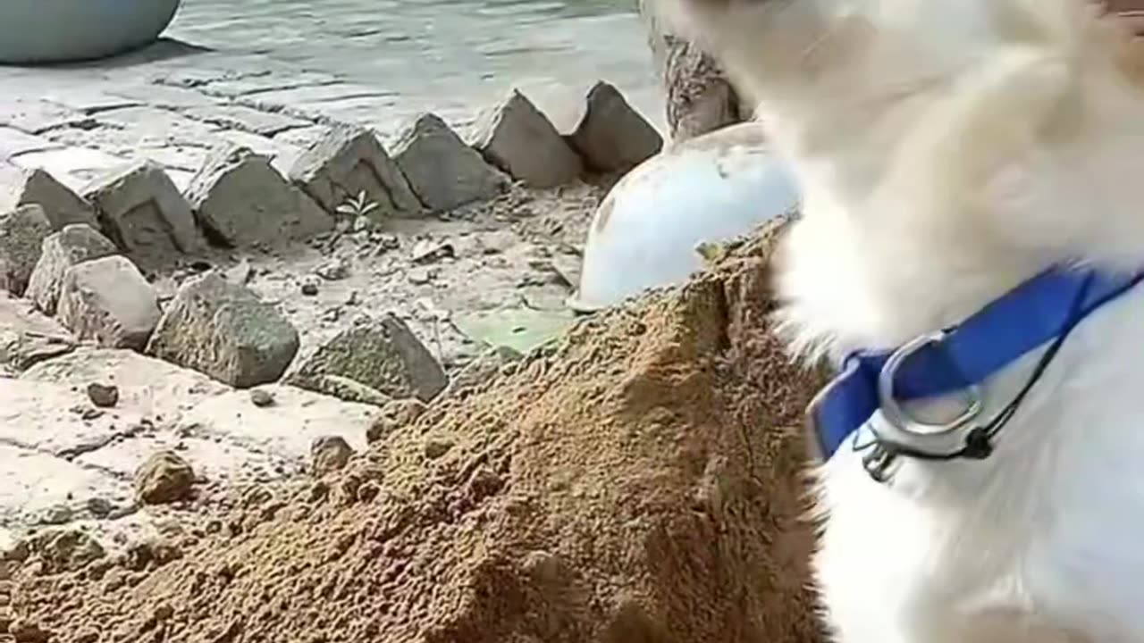 That noise sent me 😭🐾 😂