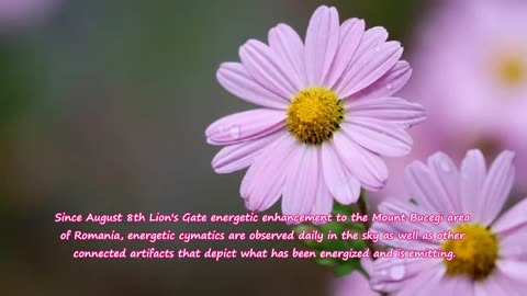 Integrate Peace into Military forces