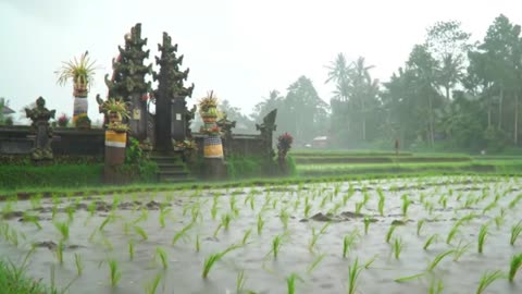 Wet and Peaceful