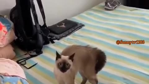 Funny Videos