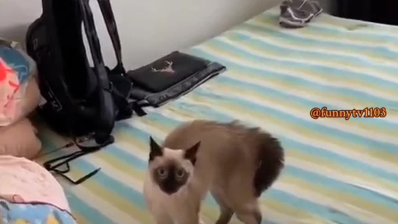 Funny Videos