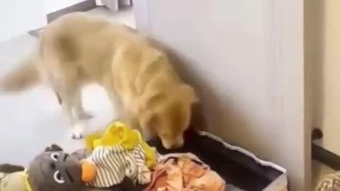 😂👜 Let Me Pack Too! Adorable Packing Fail | FunFM
