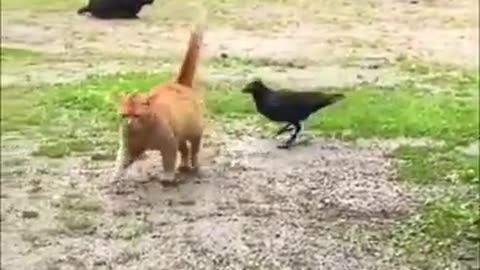 Best funniest animal videos 2023