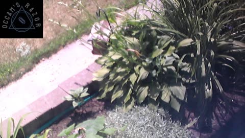 Butch the Sunflower