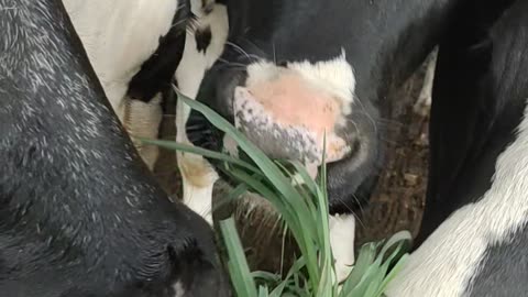 Grass-fed Cows - Dairy Cows