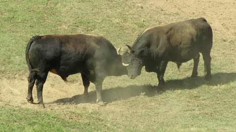 Zvonko od Humkića vs Manđipoko od Živčića Liskovica 2025