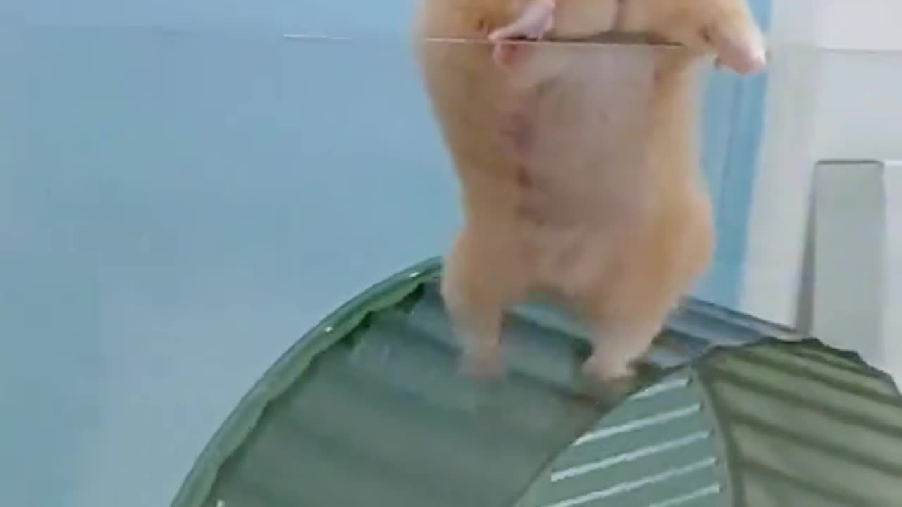 funny hamsters