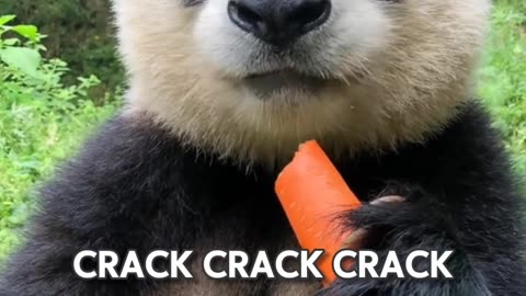 Cute Panda face when he eating carrots