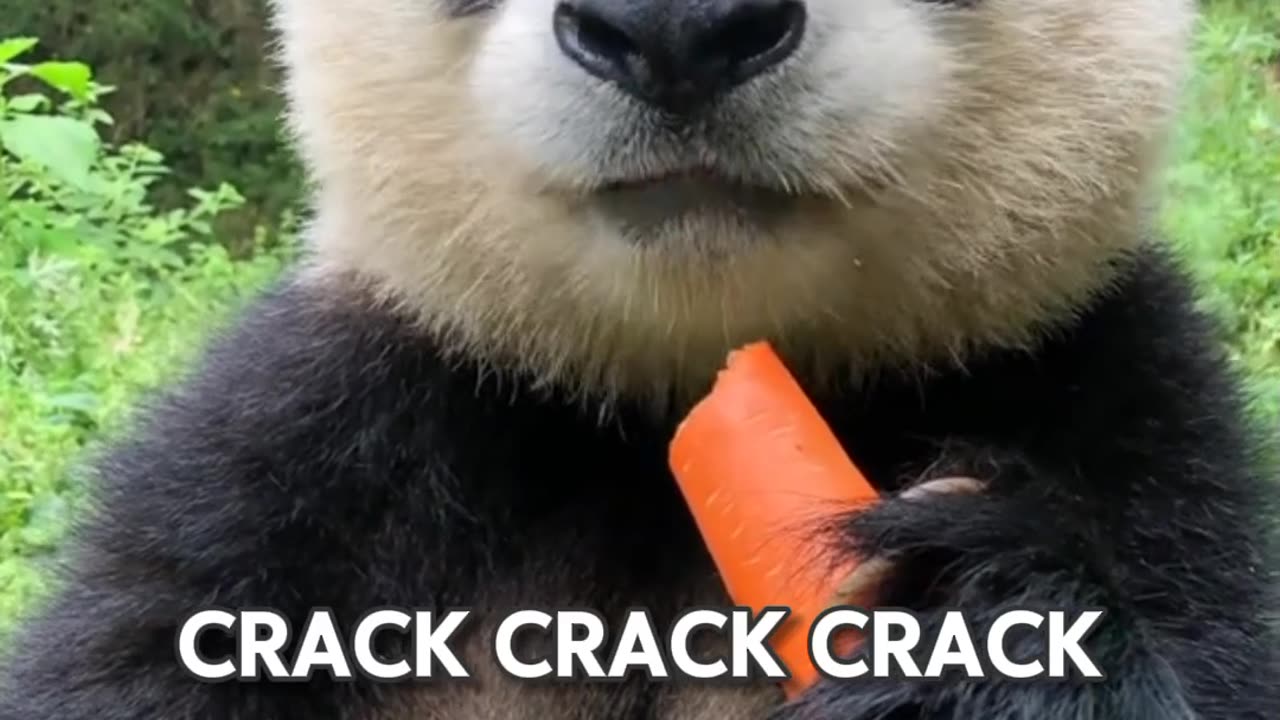 Cute Panda face when he eating carrots
