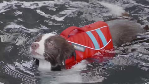 Dog in a Life Jacket Shows Off Adorable Swimming Skills 🐶💦