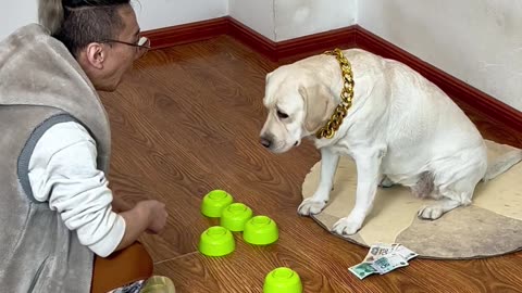 没想到狗子的本事，全用在猜钱上啦 I didn't expect the dog's ability to guess money