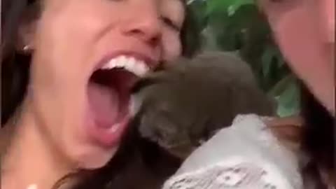 Funny Animals