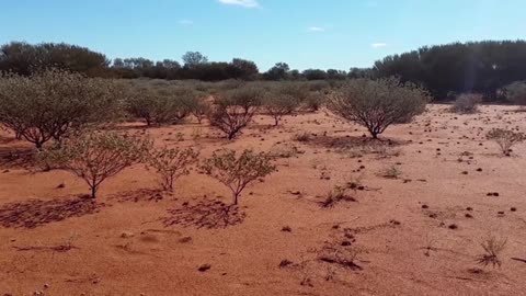 Gentle Lofi Piano & Classical Harmony