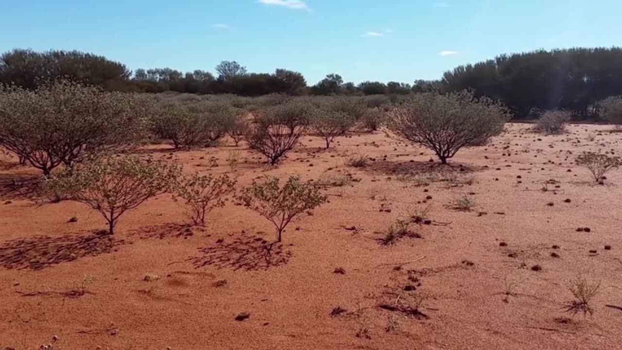 Gentle Lofi Piano & Classical Harmony