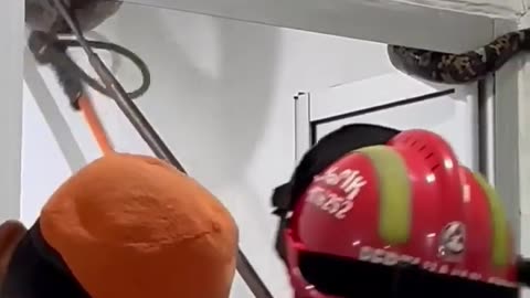 🤯✨ See a Reticulated Python Rescue! | FeedMyCuriosity