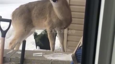giving animals voices