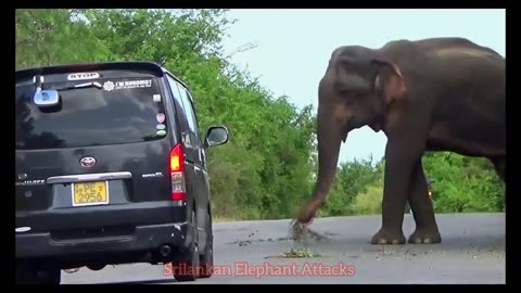 A heart-pounding moment that surprised people 🐘😱