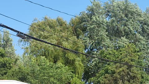 Trees swaying in the wind :)