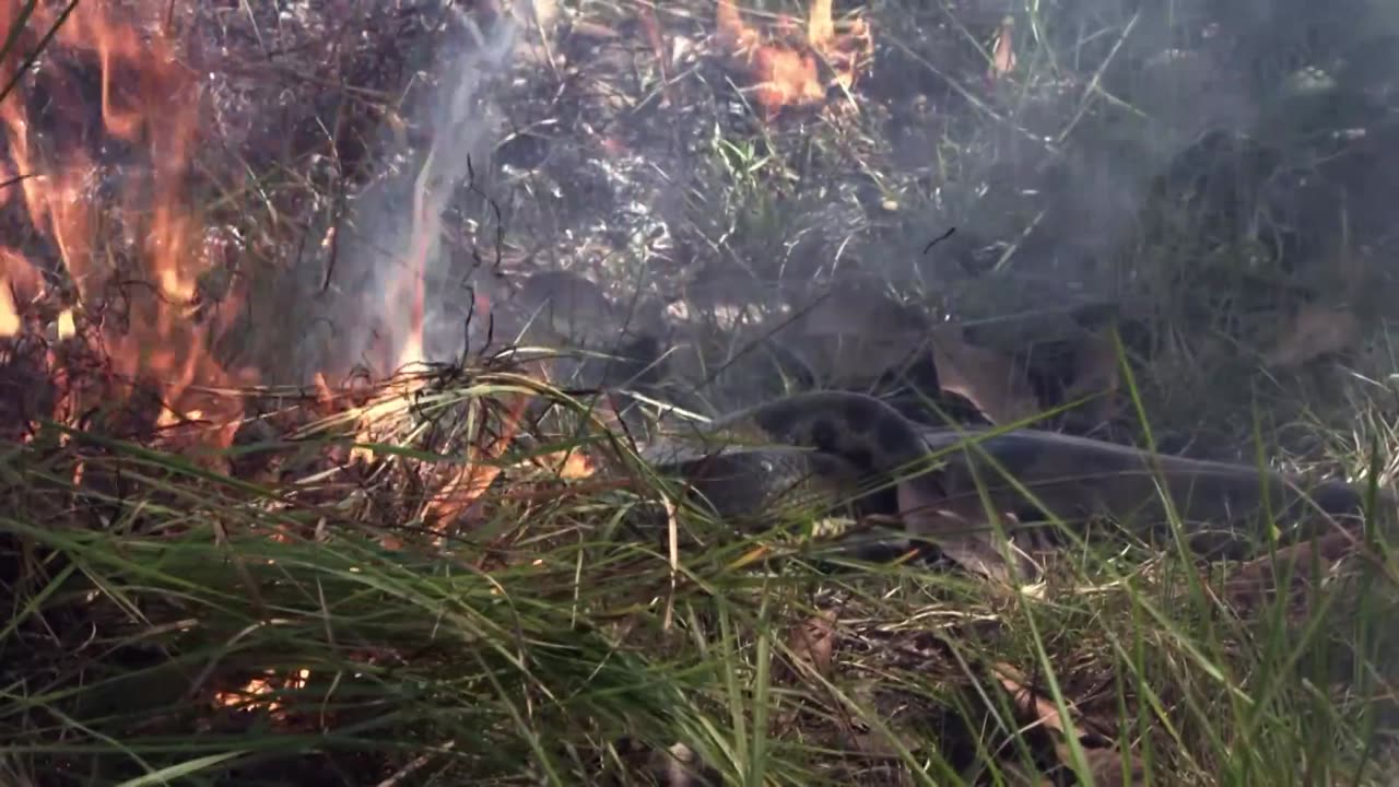Deadly Encounter – Anaconda: The Silent Predator | Full Documentary
