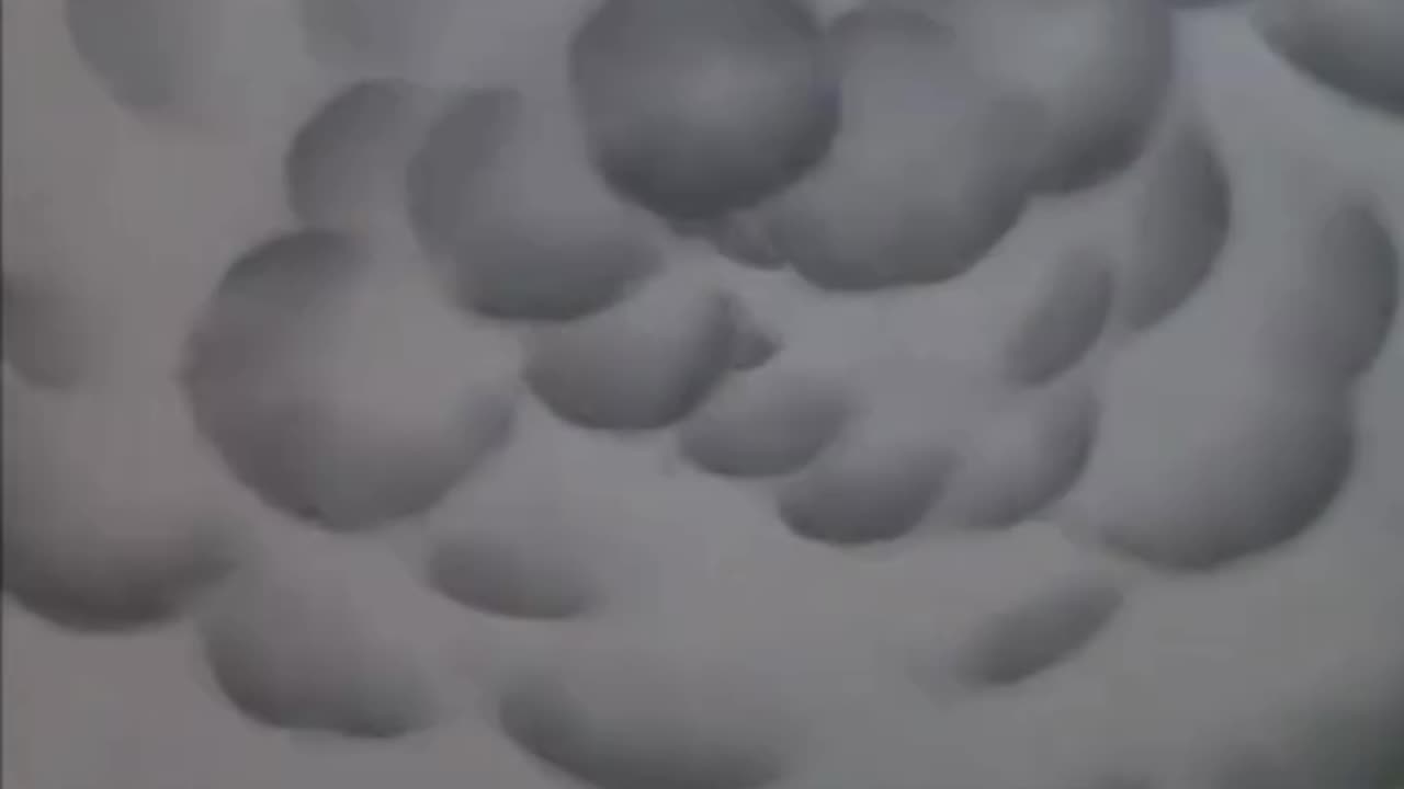 Ballot Box Bunny (1951)