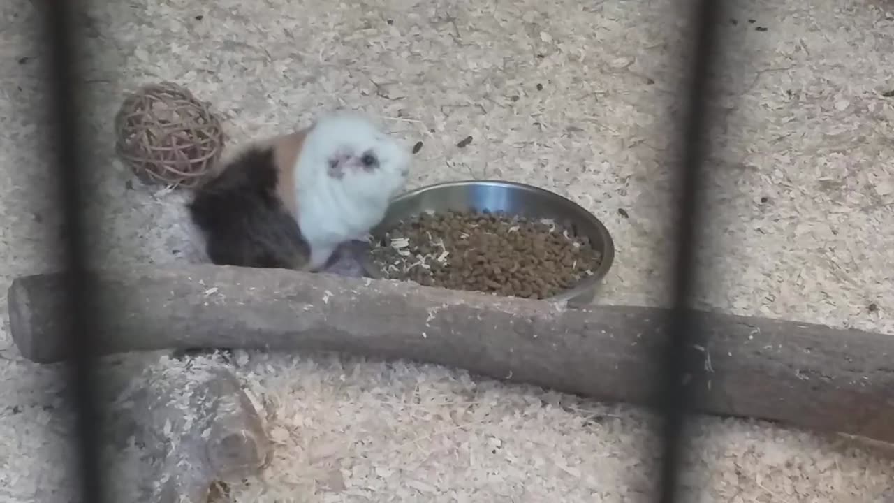 Stalking Guinea Pigs