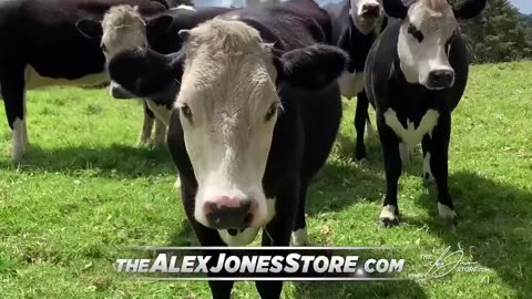 Infowars Network Feed: LIVE 247