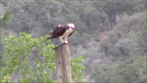 Osprey Eating Fish Dinner Bird Watch 08-16-2019