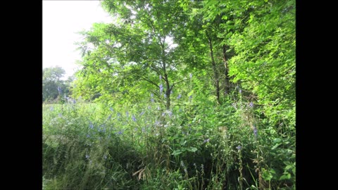 Water Elm American Elm Tree July 2024
