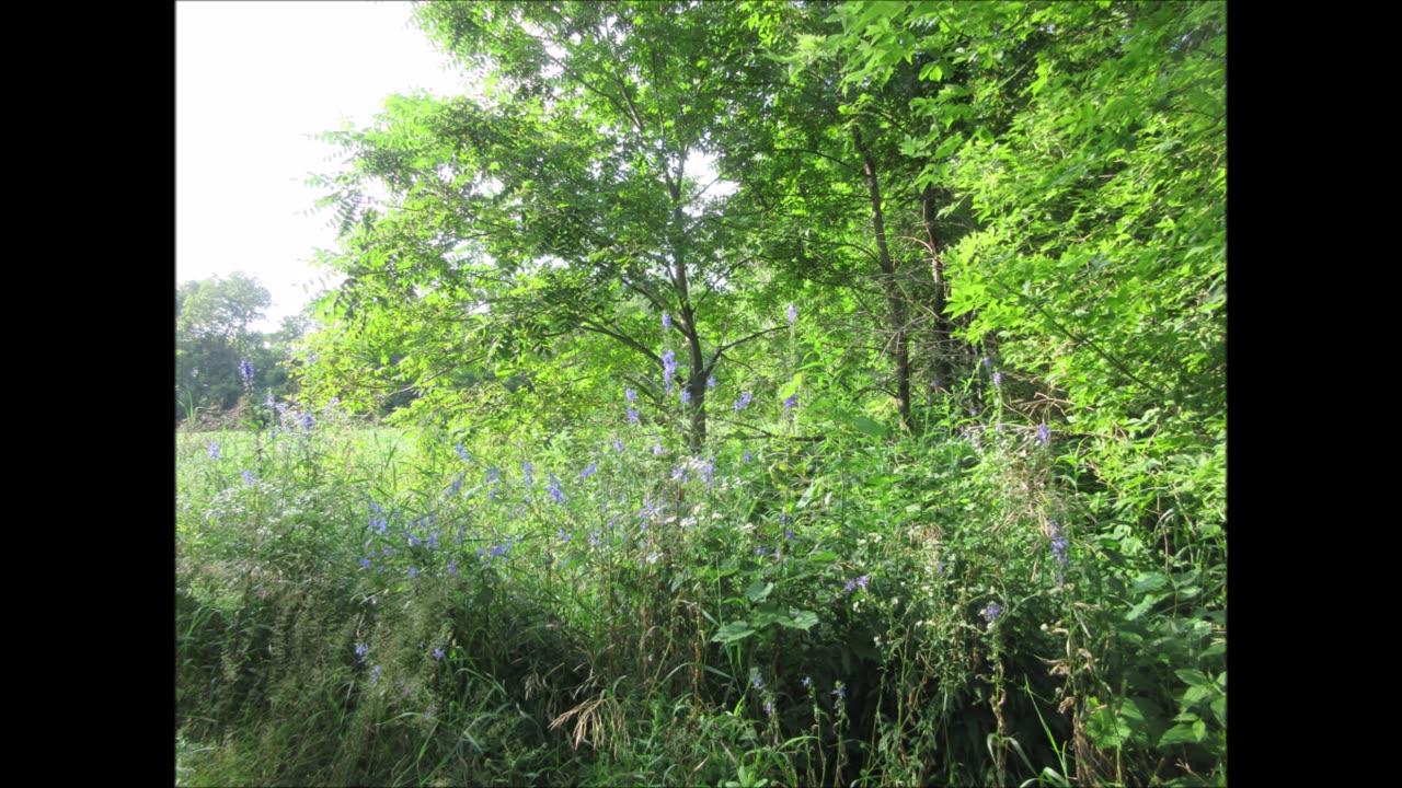 Water Elm American Elm Tree July 2024