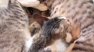 😂🐶 You're Never Too Old for This Cute Dog Trick! | FunFM
