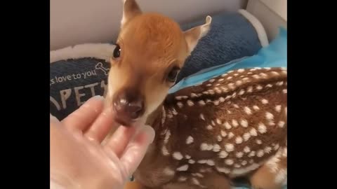Rescued a fawn that was kicked by its mother