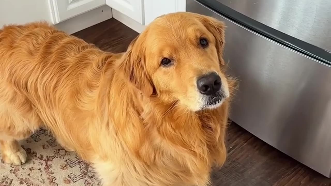 Cutest Pup You'll Ever See!