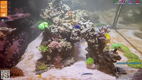 24/7 Real Live Reef Stream